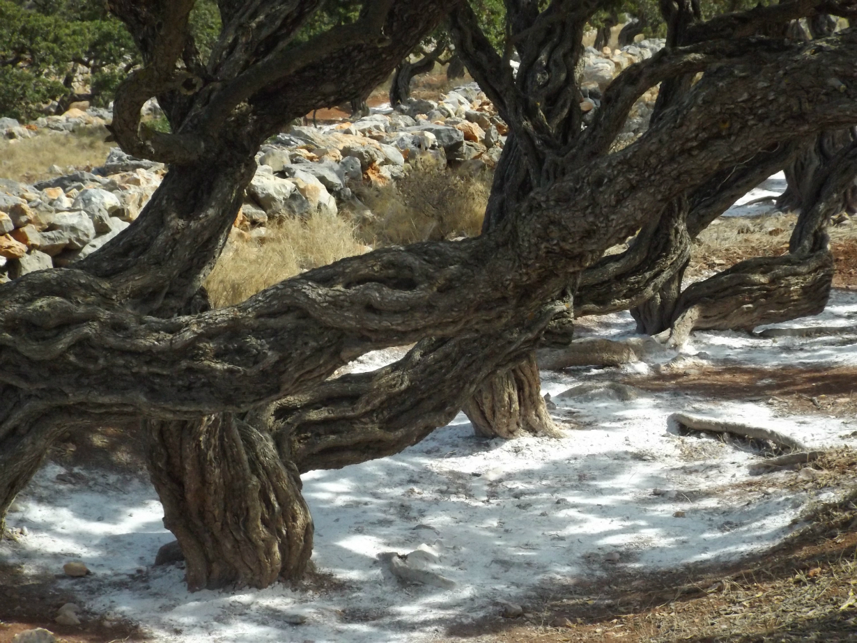 pandoras-kitchen-blog-greece-chios-mastictree-mastic
