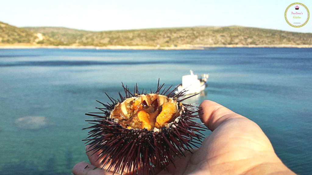 αχινός-οι ψαράδες των Μεστών-τραχήλια-χίος-παραλια-μεστά